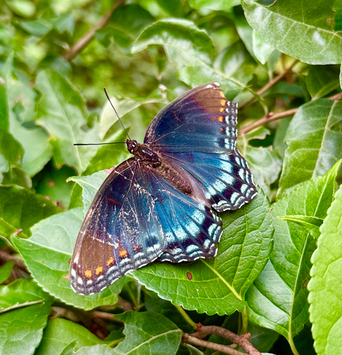 Red-spotted Purple
