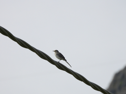 White Wagtail