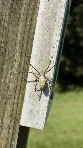 Banded Garden Spider