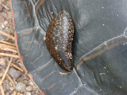 Smooth Turtle Leech