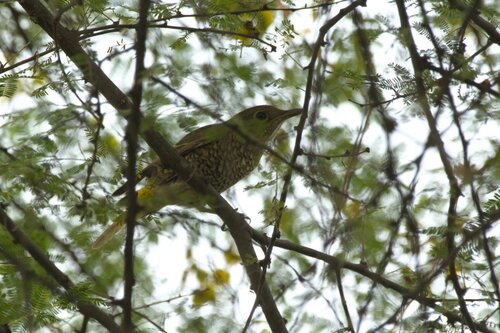 Monticola cinclorhynchus observed 2026-09-20