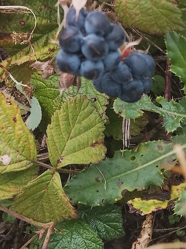 European dewberry
