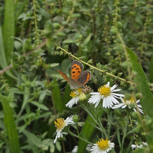 American Copper