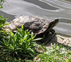 Trachemys scripta elegans