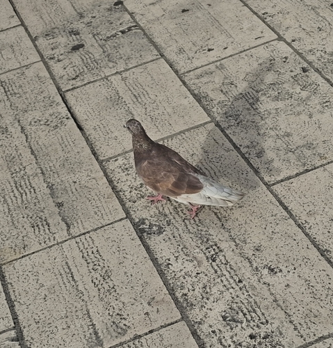 Feral Pigeon