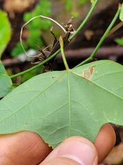 Passiflora lutea, photograph (c) Jacob Honn, some rights reserved (CC BY)