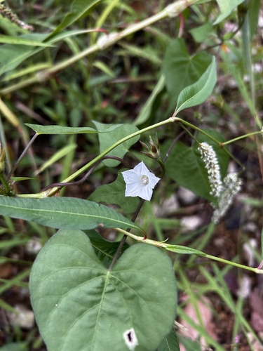 White Morning-glory
