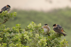 Petrochelidon rufocollaris