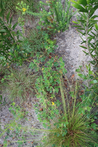 Bolusafra bituminosa, photograph 5