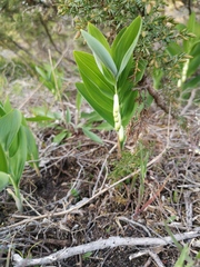 Polygonatum odoratum