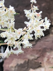 Fallopia baldschuanica