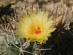Ferocactus townsendianus