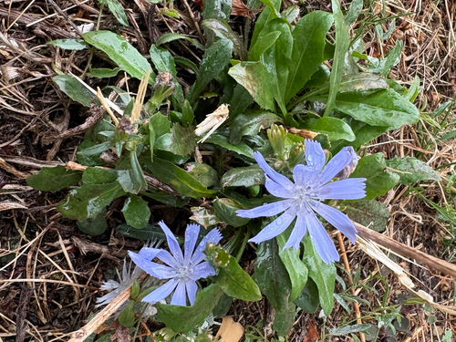 chicory