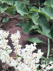 Fallopia baldschuanica