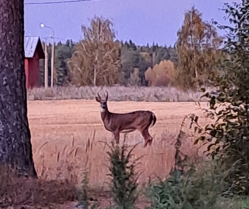 White-tailed Deer