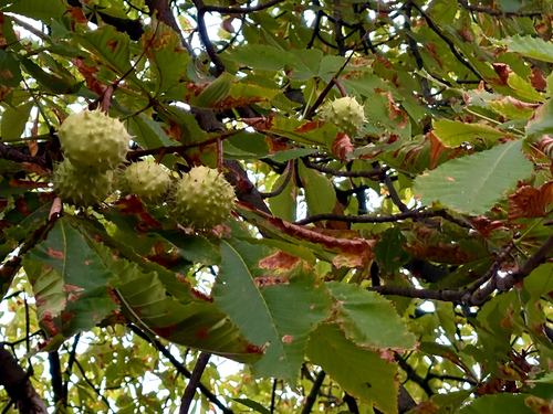 horse-chestnut