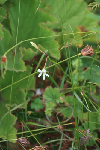 Pelargonium elongatum, photograph 3