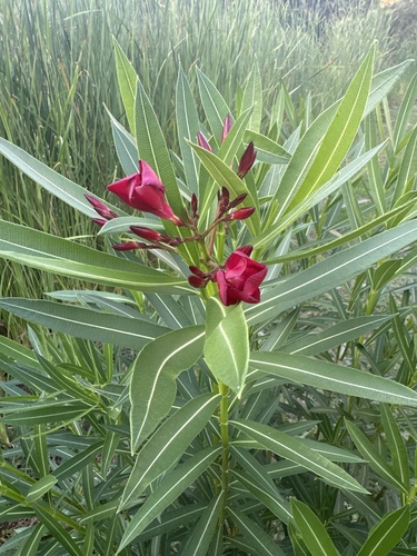 oleander