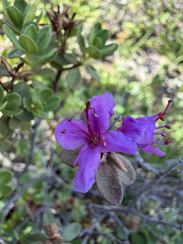 Rhododendron lapponicum, photograph 3