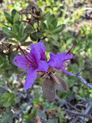 Rhododendron lapponicum