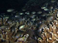 Chromis ternatensis