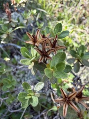 (c) Matt Berger, some rights reserved (CC BY) Rhododendron lapponicum, photograph (c) Matt Berger, some rights reserved (CC BY)