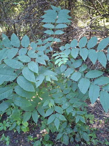 eastern black walnut