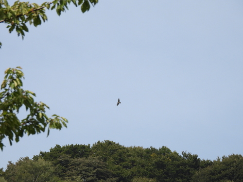 Western Common Buzzard