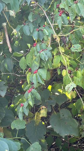 Amur honeysuckle