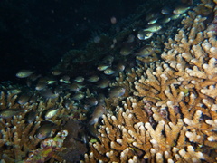 Chromis ternatensis