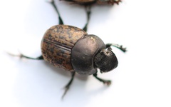 Onthophagus fracticornis