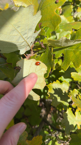 Seven-spotted Lady Beetle