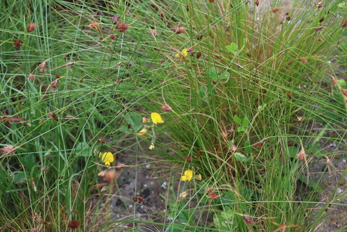 Bolusafra bituminosa, photograph 4