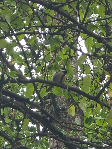 Great Tit