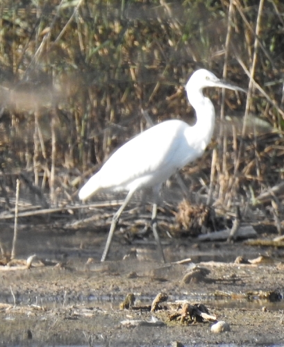 Little Egret