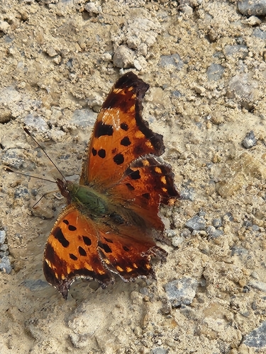 Eastern Comma