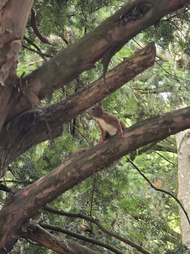Eurasian Red Squirrel