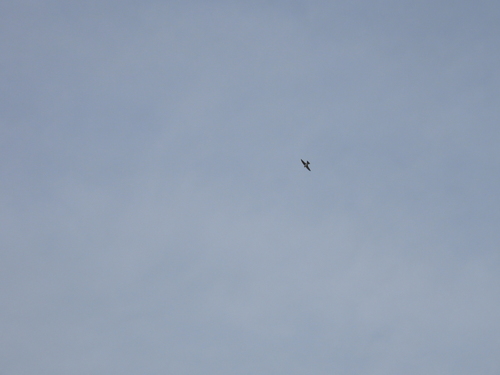 Western House Martin
