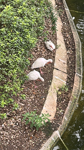 White Ibis