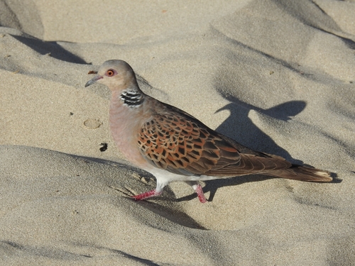 European Turtle-Dove