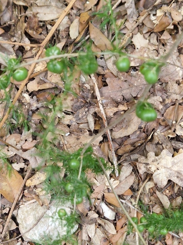 Spiny Asparagus