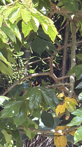 American Redstart