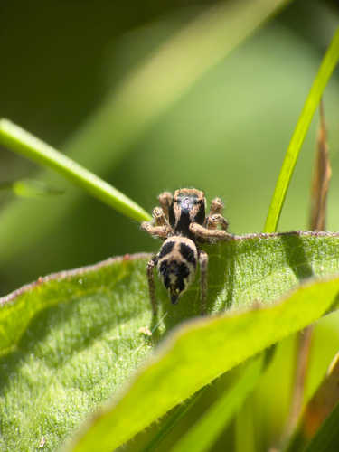 Boreal Paradise Spider photo 2