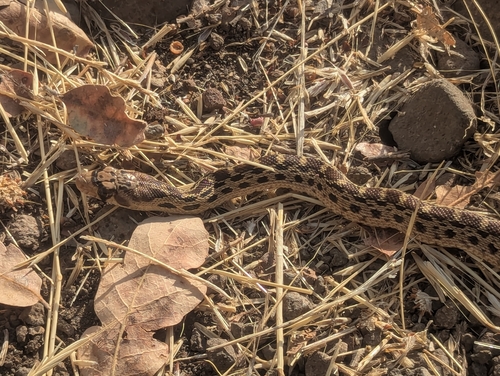 Gopher Snake