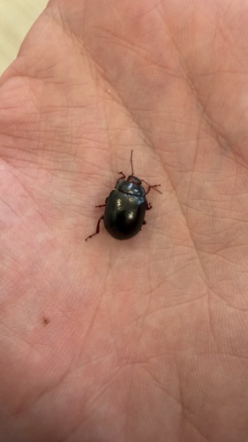 Bronze Beetle