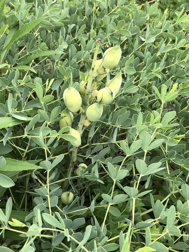 tall blue wild indigo
