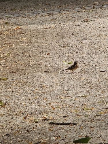 Common Chaffinch