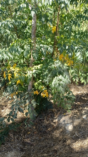 Chinaberry