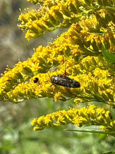 Locust Borer