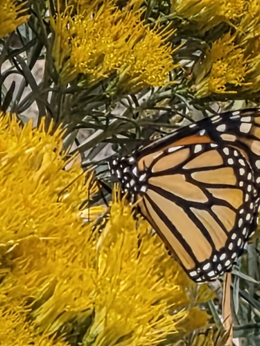 Monarch